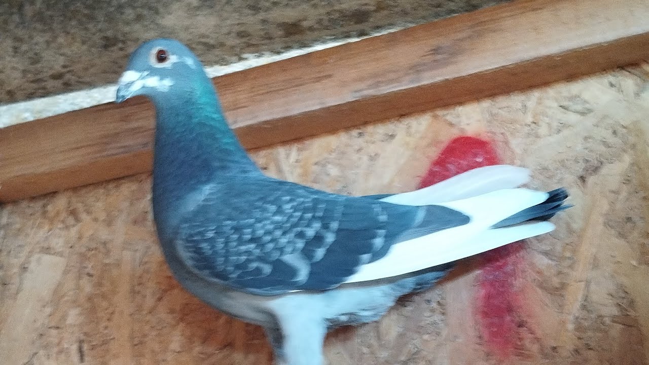 Matca se pregătesc de ouă , am scris toate perechile de matcă 