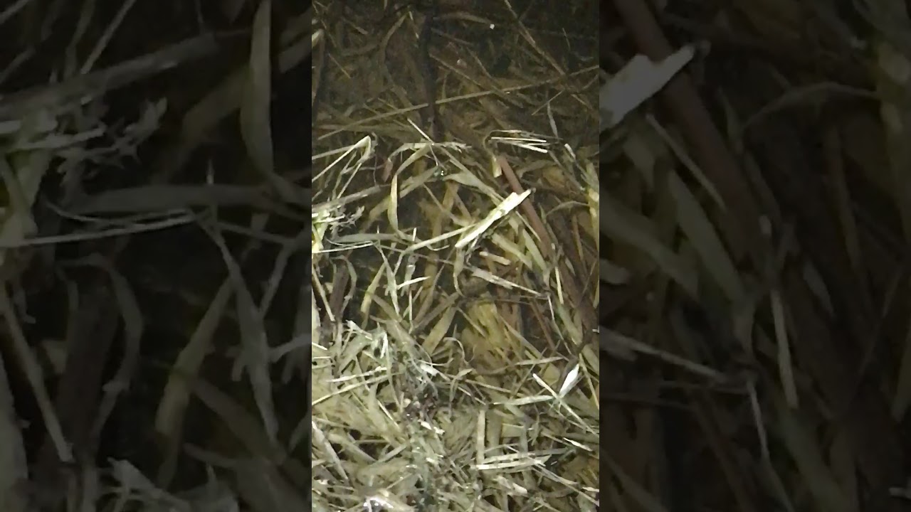 Spotted Salamanders in Breeding Pond