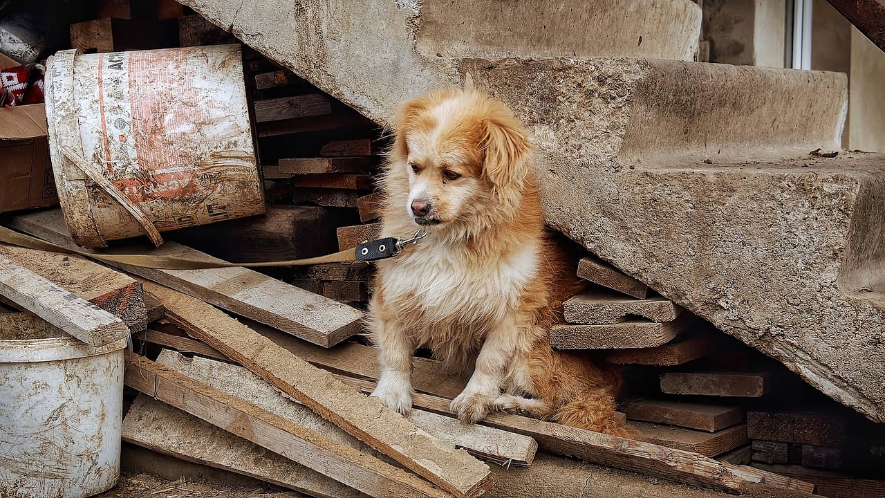 Dog can’t Stand it When Owner Left Him Tied Up After Selling House…