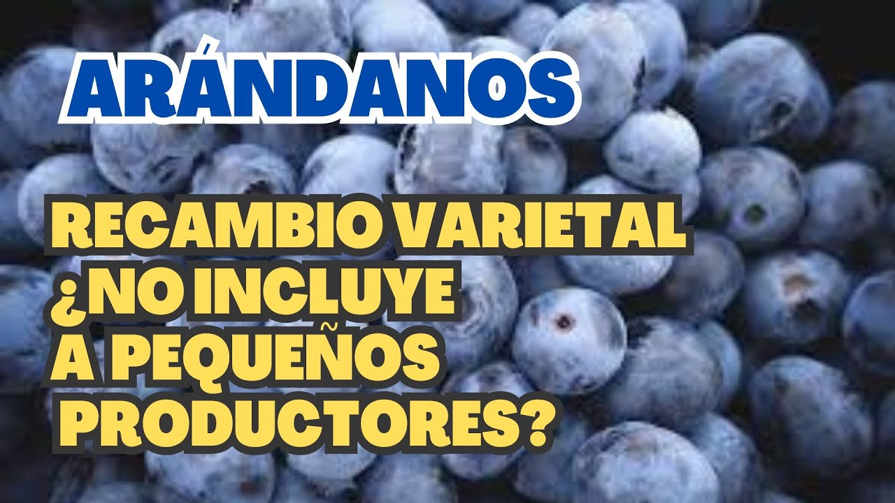 ARÁNDANOS: pequeños productores no tienen acceso a las variedades exportables