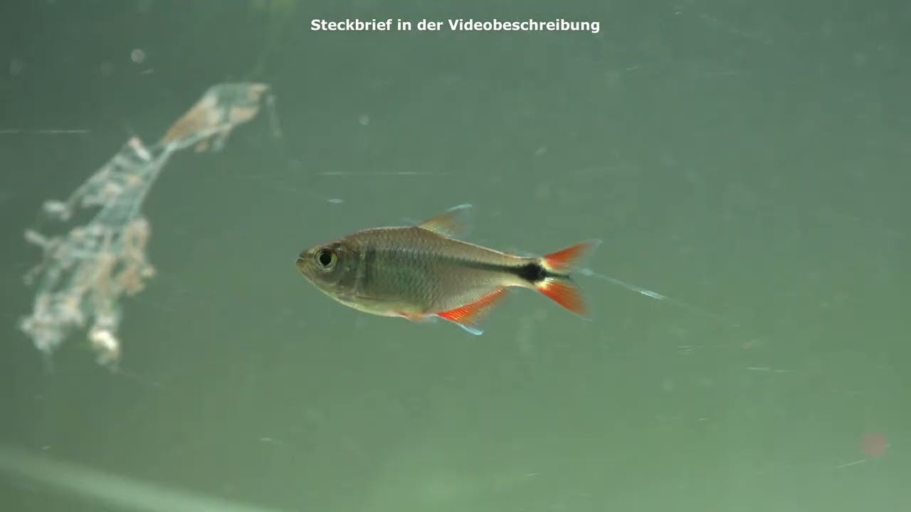 Rautenflecksalmler, Psalidodon anisitsi