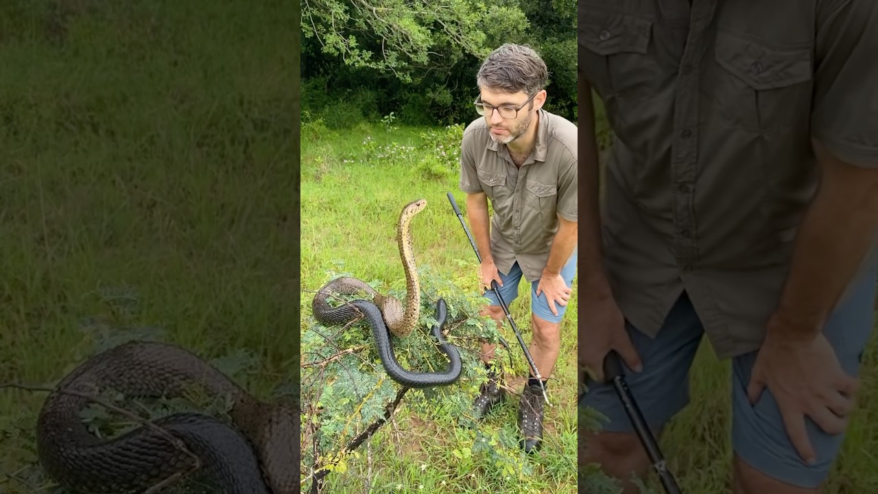 The longest true cobra in the world, the Forest cobra