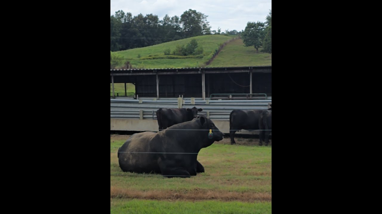 watering the cows