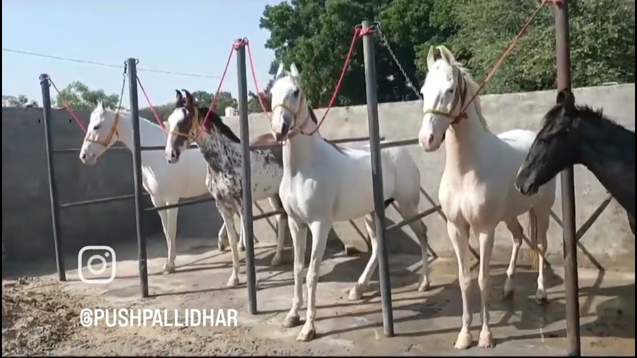 horse lover#horselover
