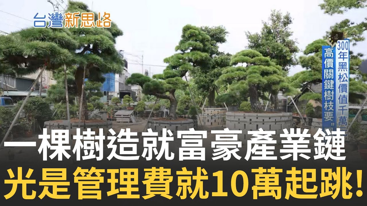 豪宅一棵樹要價千萬! 3房房型要價7000萬 豪宅主人非富即貴! 樹木像好酒一樣隨著年紀增值 300年黑松價值千萬元 高價關鍵樹枝要