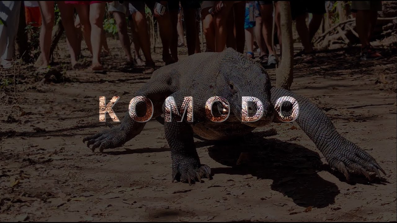 Люди напали на Дракона КОМОДО! \ KOMODO!