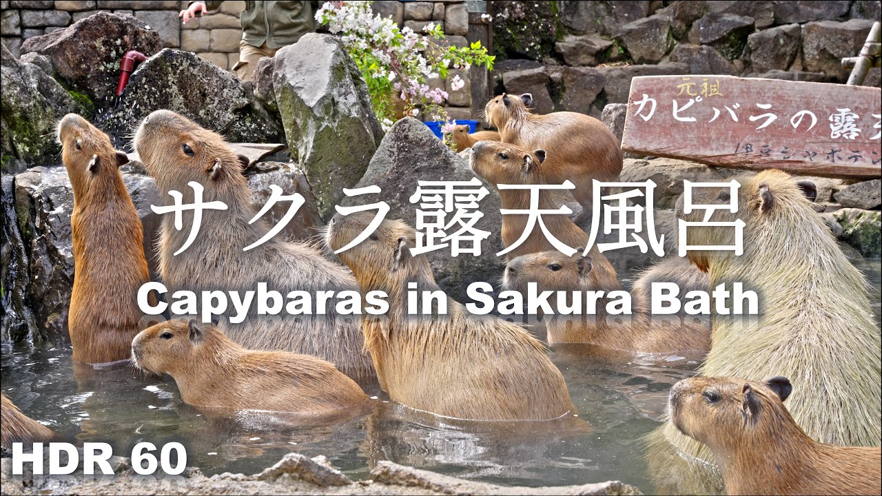 Capybara Sakura Bath with Baby Capybaras 2024