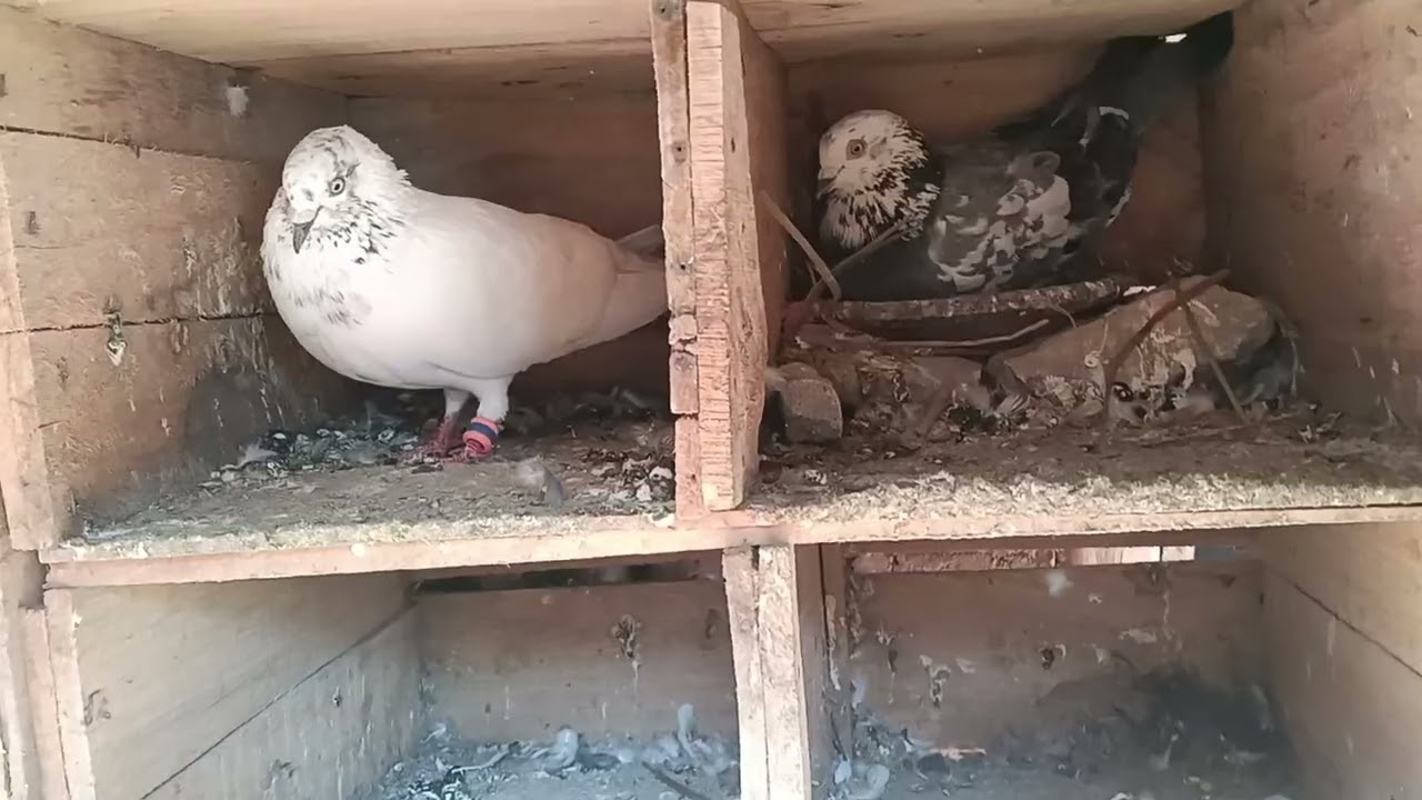 আমার পায়রা র ঘরের  breeding progress in 2026 🥳😱😊🔥👍❤️❤️