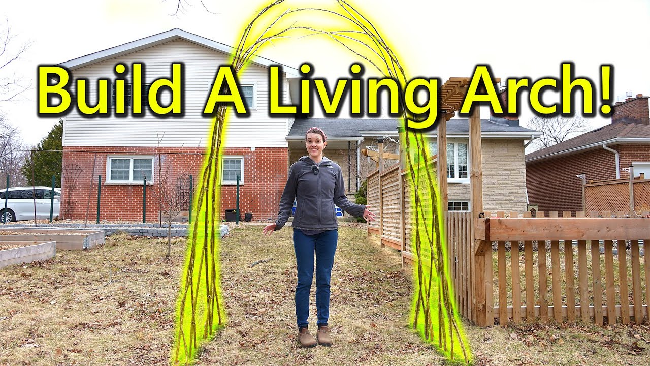 How I Planted a Willow Archway