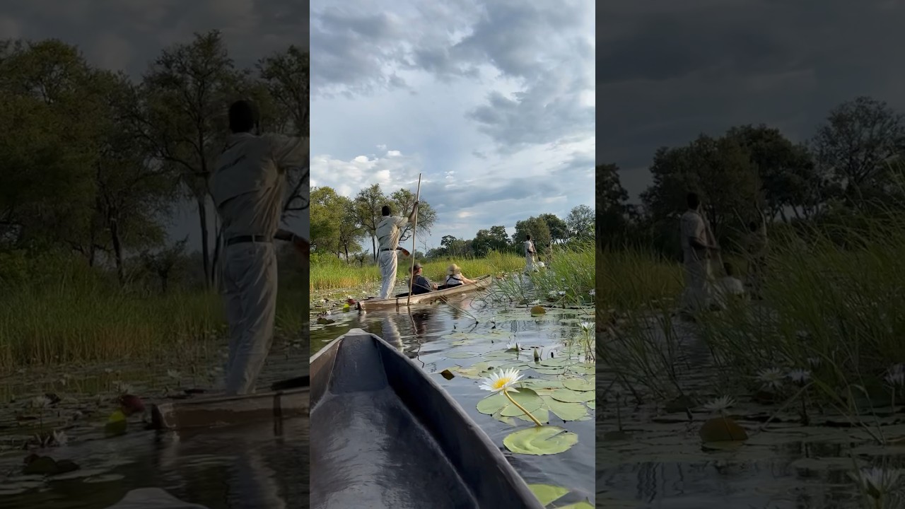 Drifting through the waterways of the Okavango Delta on a Mokoro 🐘 #africansafari #safari #botswana