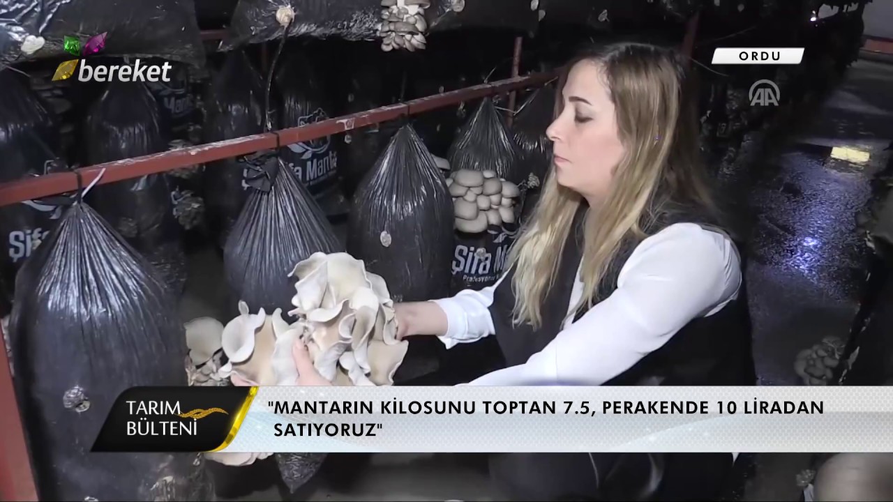 Tarım Bülteni - İstiridye Mantarı İki Kardeşin Ekmek Kapısı Oldu