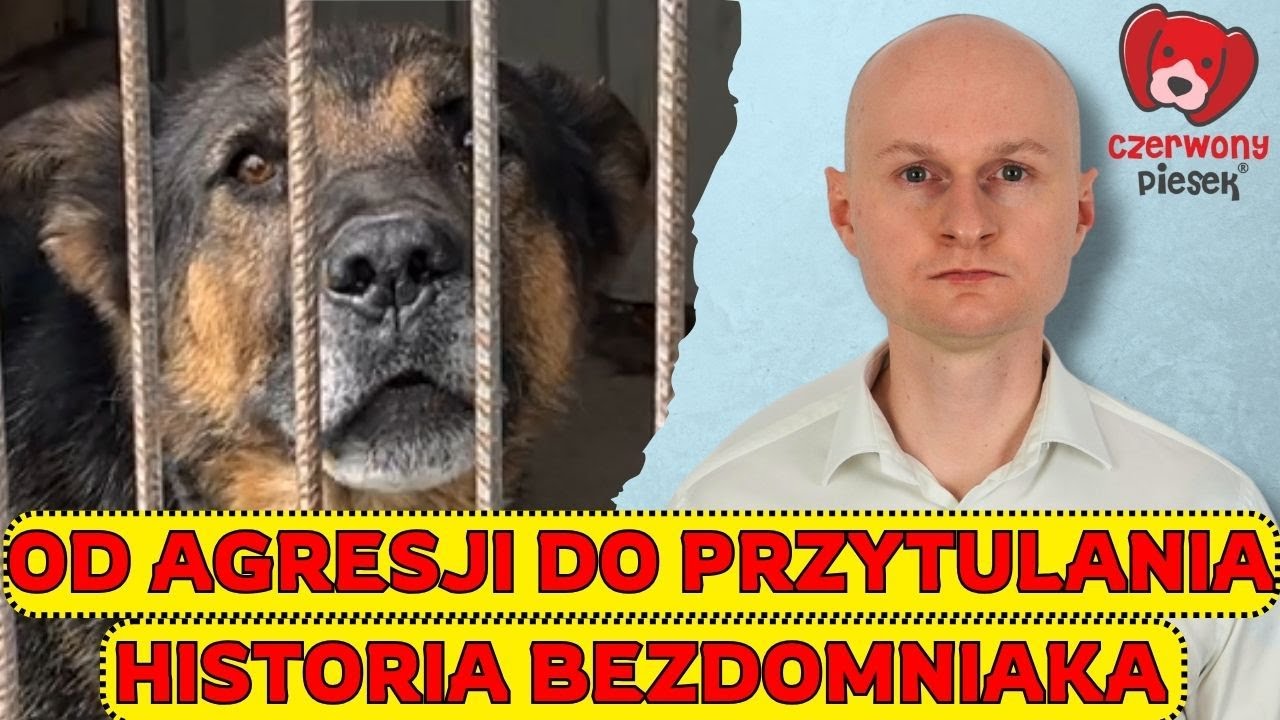 Jak pracować z psem AGRESYWNYM do ludzi i ps&oacute;w? Historia psa ze schroniska od agresji do przytulania