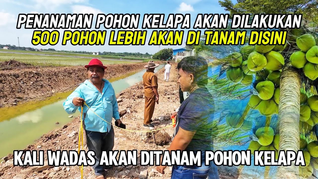 MANTAP‼️KALI WADAS BAKAL DITANAM POHON KELAPA METONG HIBRIDA F2, SEMAKIN CANTIK DAN ASRI