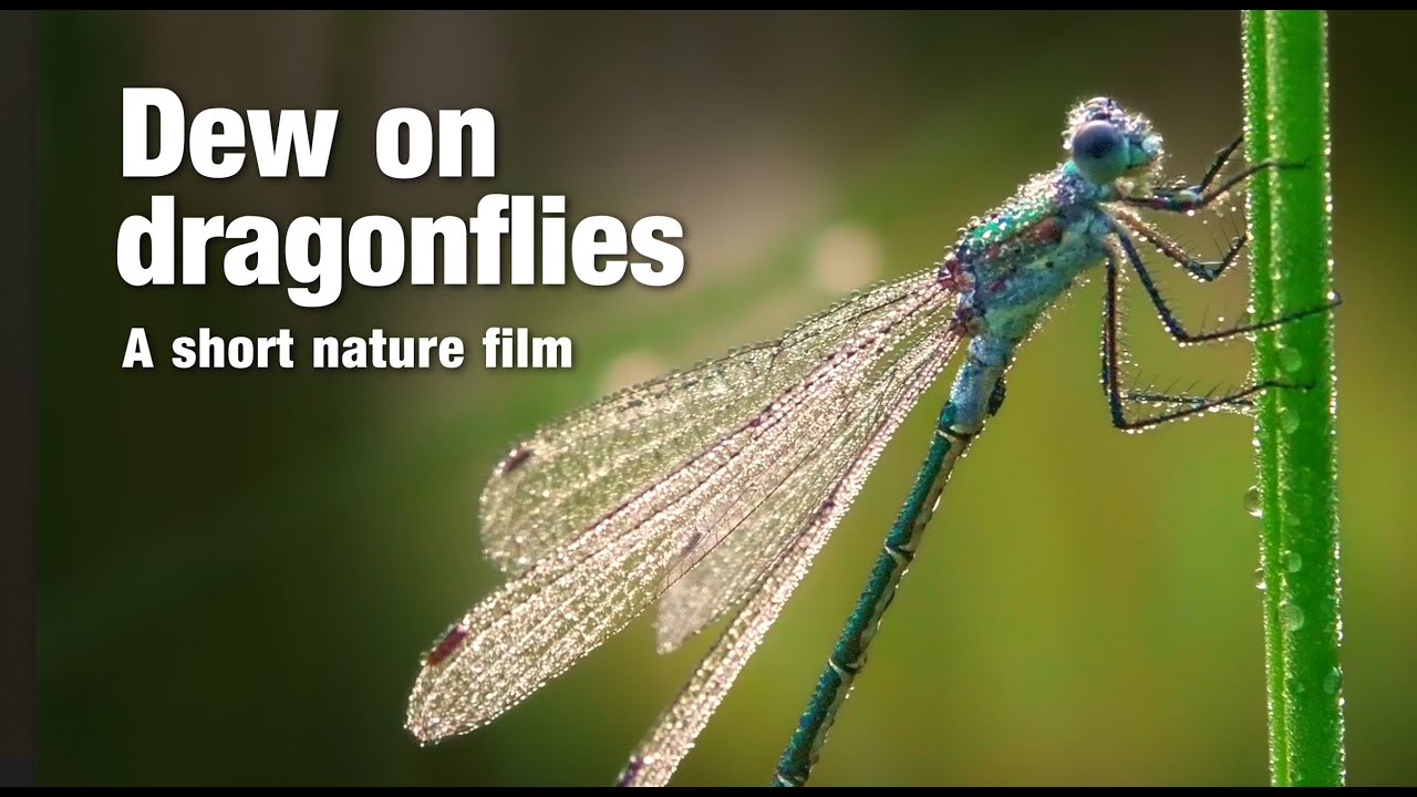 Dragonflies sprinkled with dew: fairies sprinkled with jewels, a beautiful dragonfly nature film