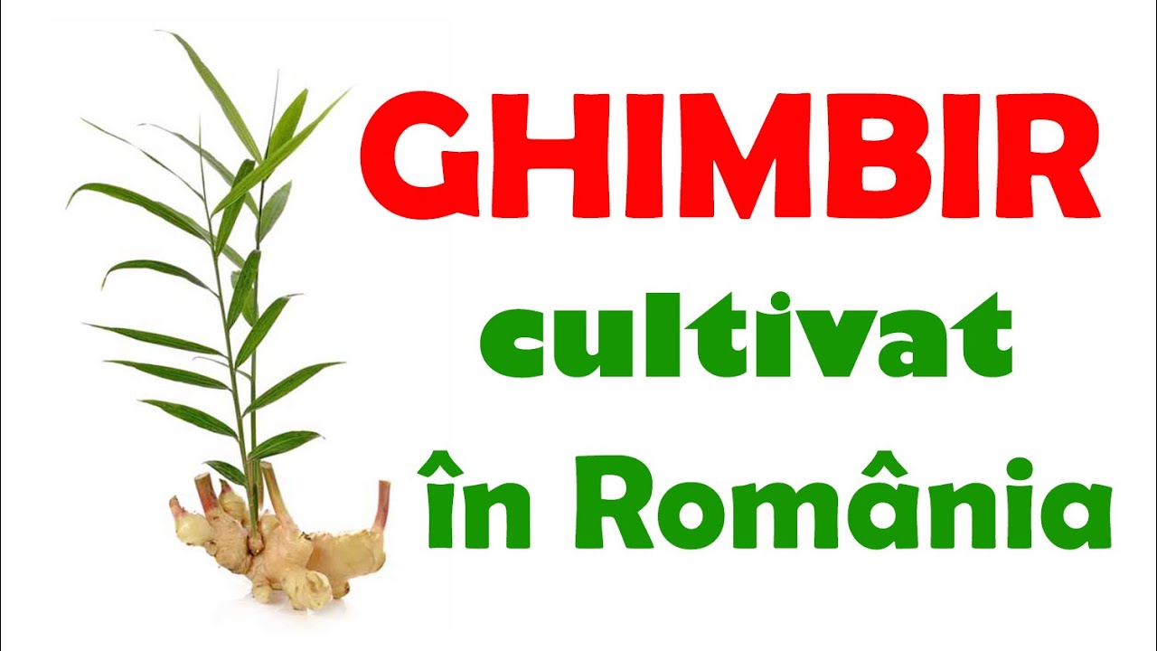 Cum plantăm și îngrijim ghimbirul pentru a obține rizomi proaspeți? (#StaiAcasă și cultivă #CuMine)