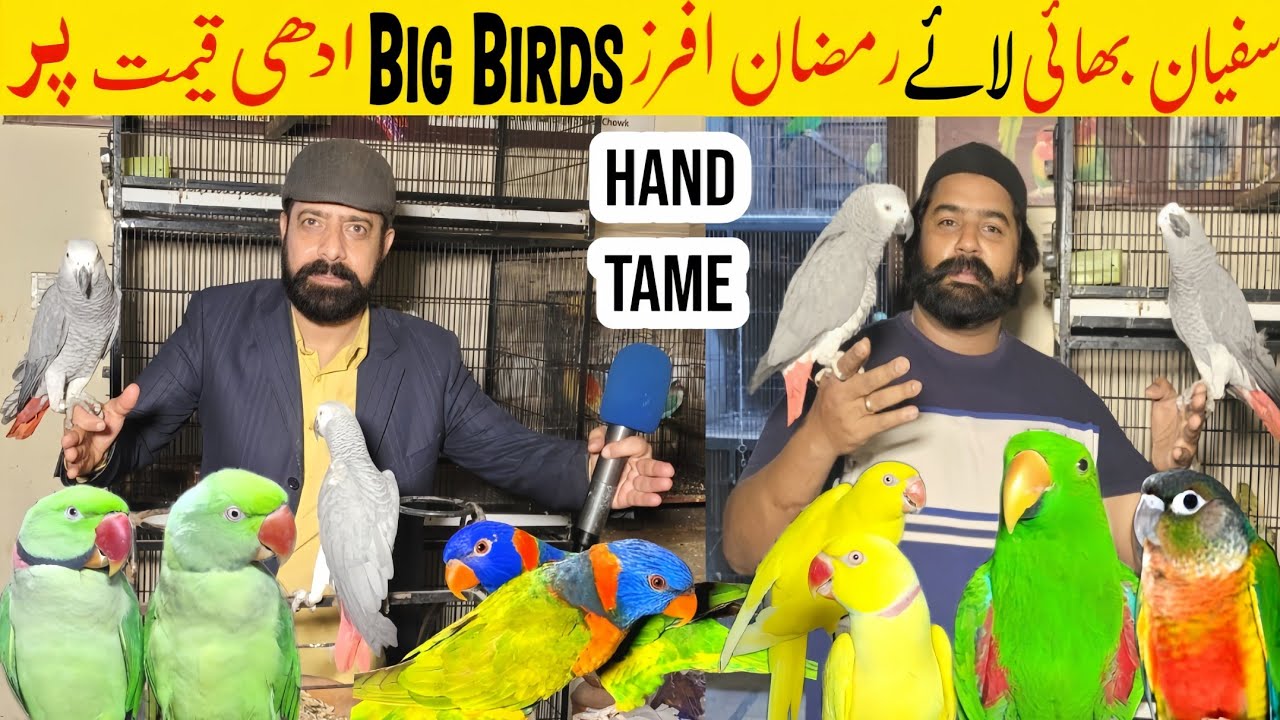 Sufyan big birds | hand tame | Talking Parrots 