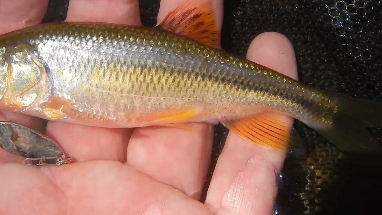川魚をルアーで釣る。カワムツ編18　2025春。 Lure fishing for 