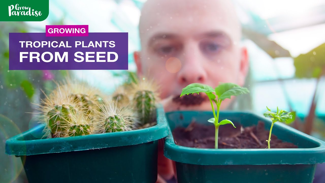 Grow your dream TROPICAL garden from SEED | Grow Paradise Seed Club