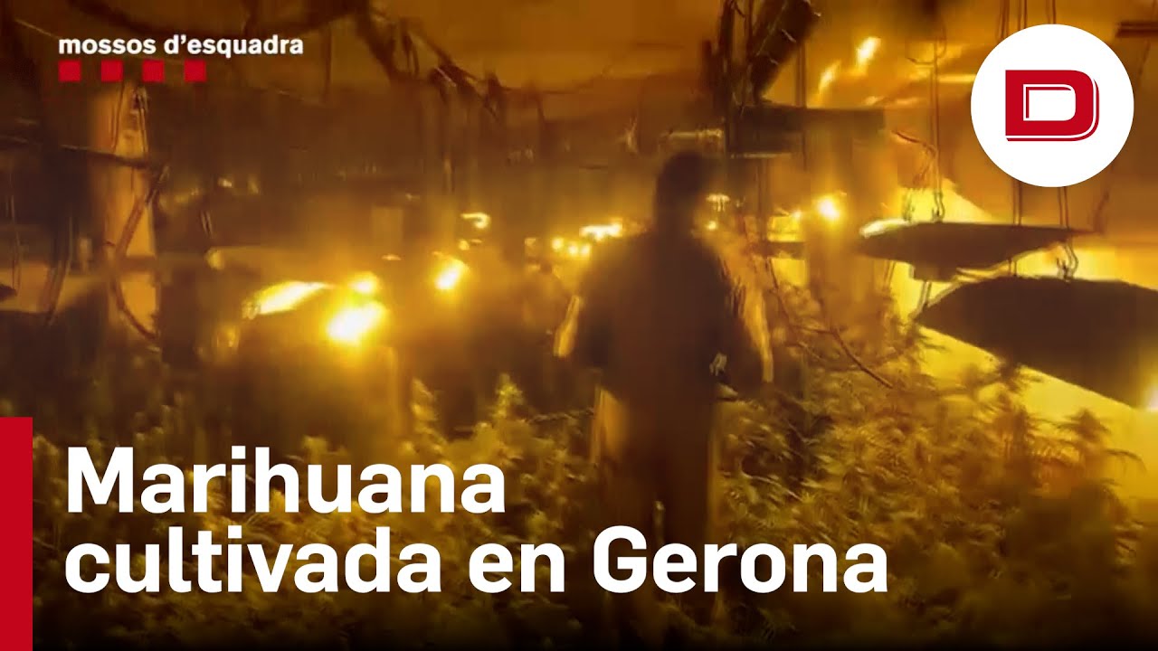 Desmantelan un cultivo de marihuana en una antigua nave ganadera de Vilanova de la Muga (Gerona)