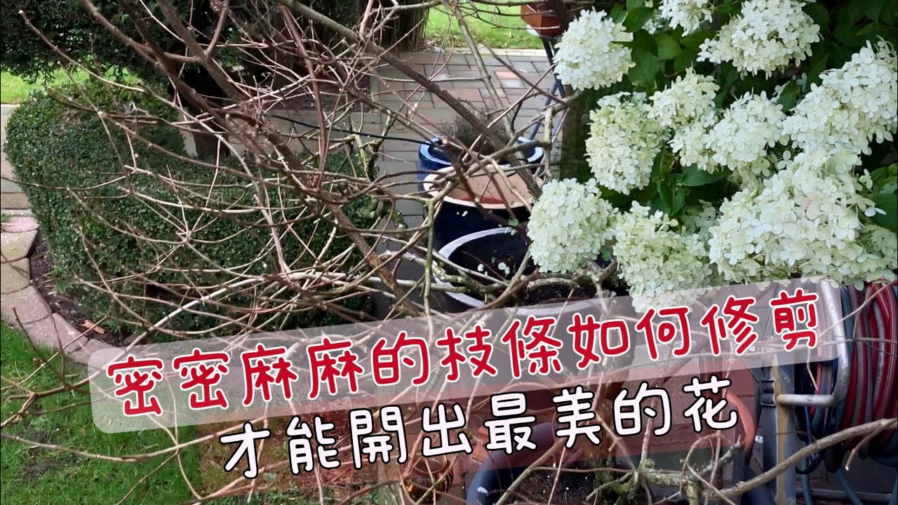 详解圆锥绣球成苗和小苗如何修剪取舍/要点提示/什么时候修剪/需要注意什么/剪断大枝怎么办/Rispenhortensien Schneiden/25.02.2023