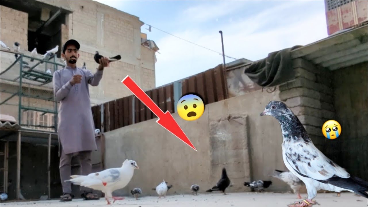 Kala Dobaz Kabootar Pkra🖤 || New Patha Band Kr Bahir Chora Par Khul Urr Gya😭. #Itspigeonlover