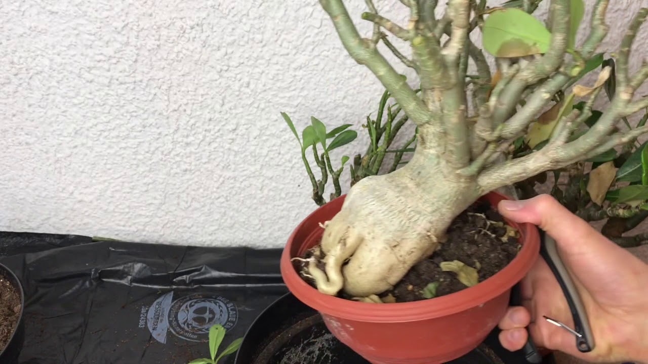 Rückschnitt von Adenium obesum - Wüstenrose // Gartenschlau.com