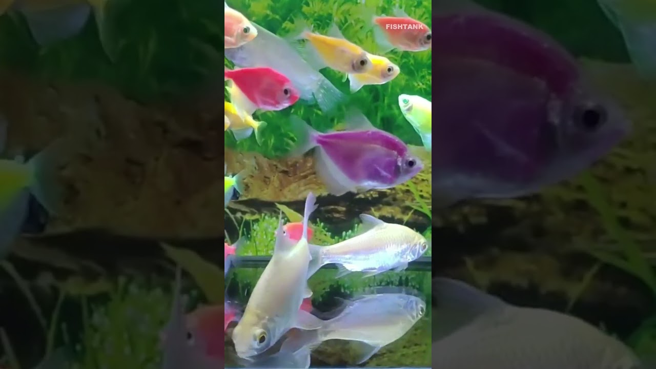 IKAN WARNA WARNI YANG MEMUKAU, GLOWFISH AQUARIUM SMALL,