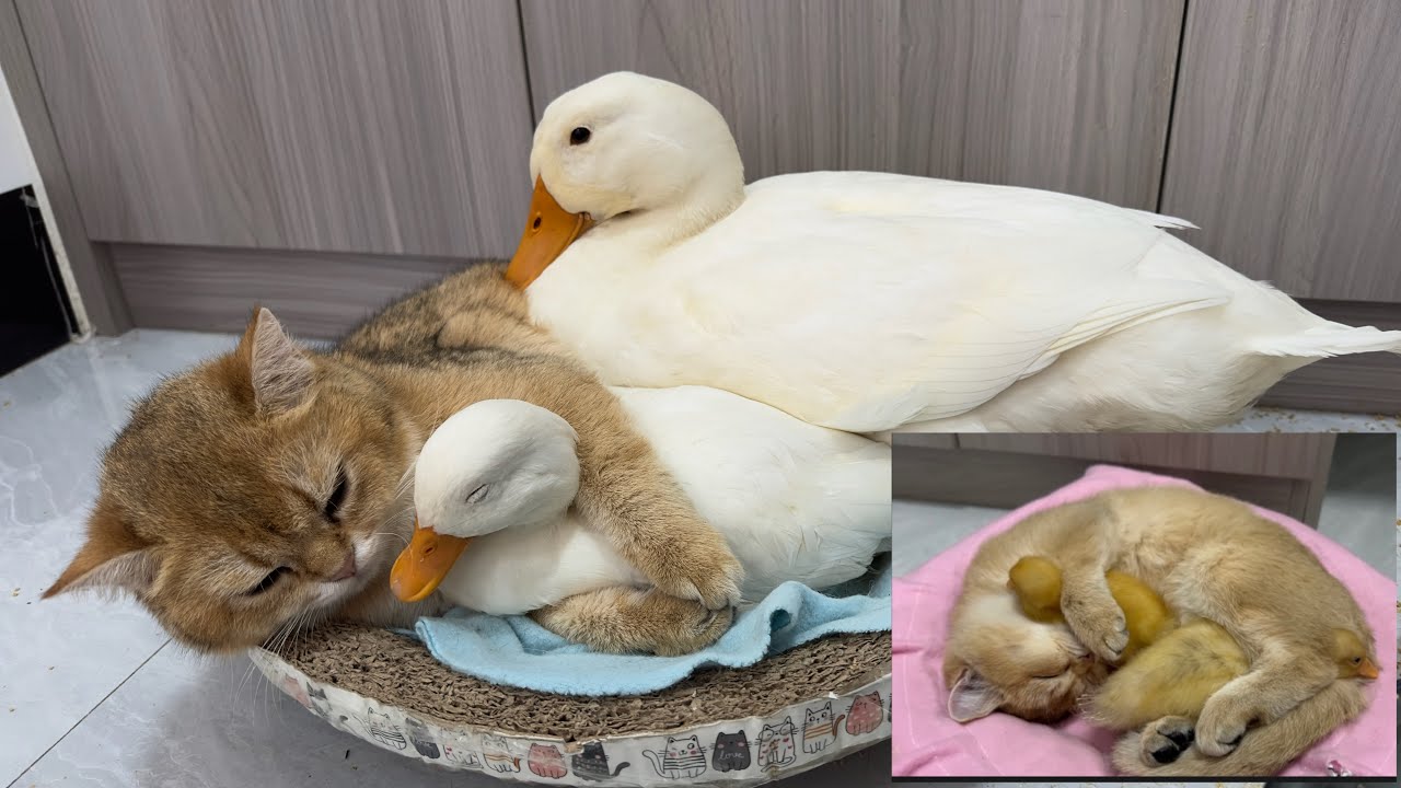 The life of duck and kitten is very interesting.The duckling's mother hugged the duckling to sleep