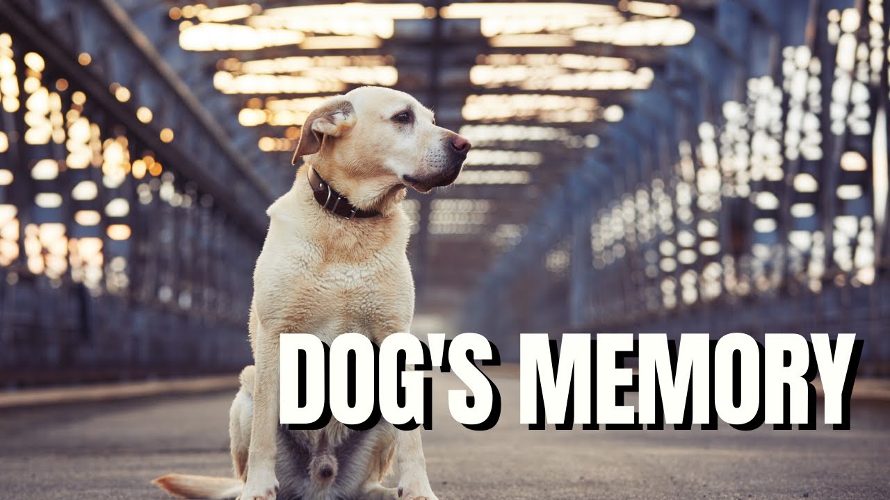 What Does Your Dog Remember? Deep Dive Into How Does a Dog's Memory Work