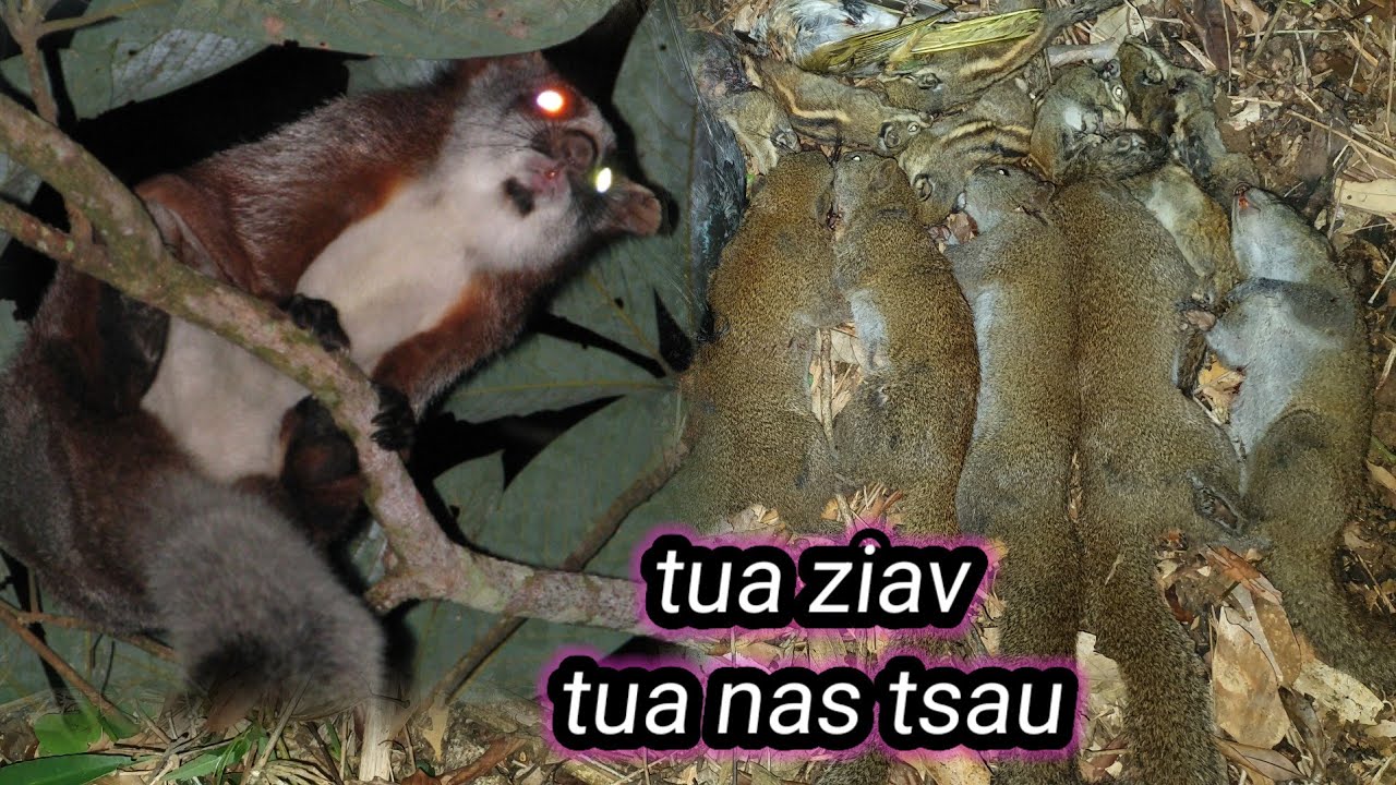 Hunting yos hav zoov tua nas tsau tua ziav