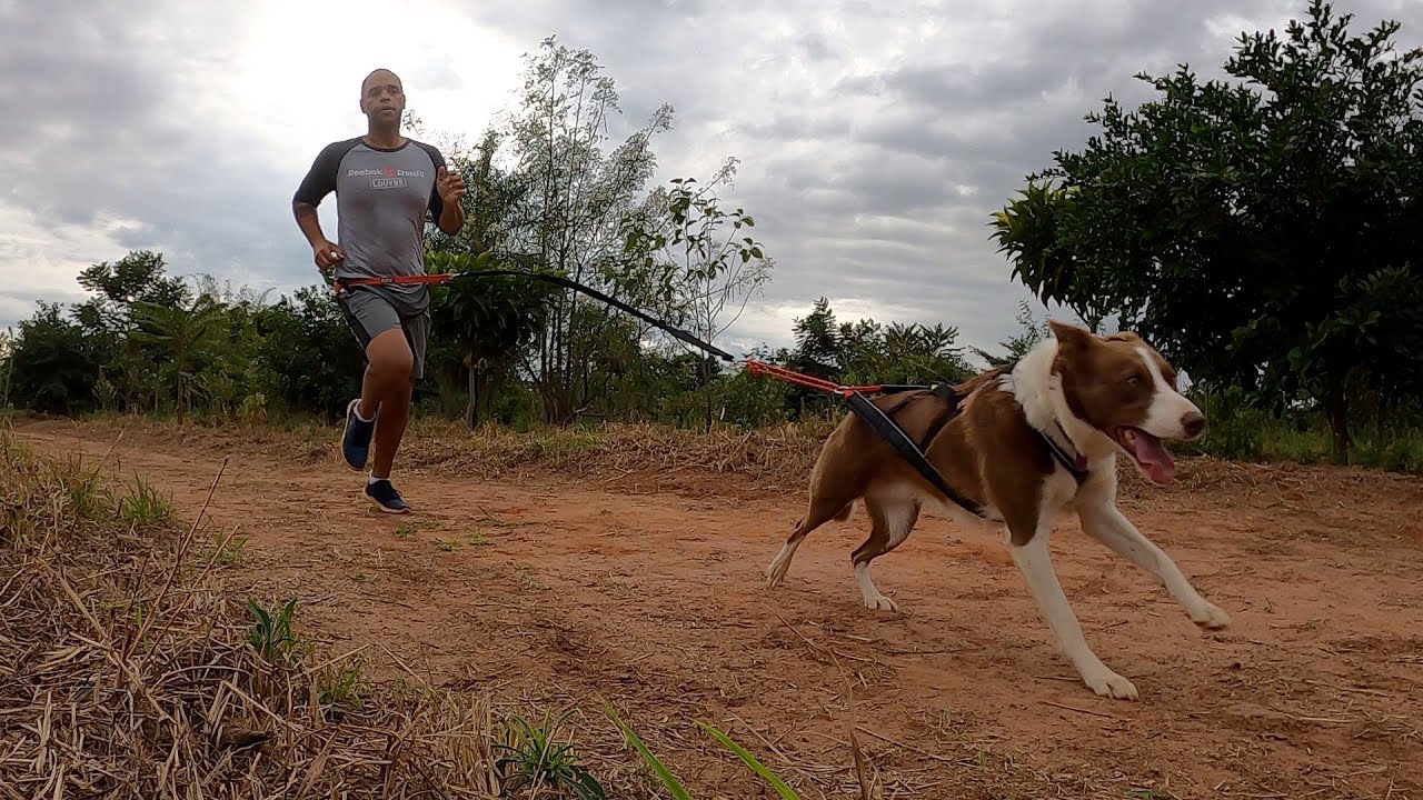 Meu treino de Canicross