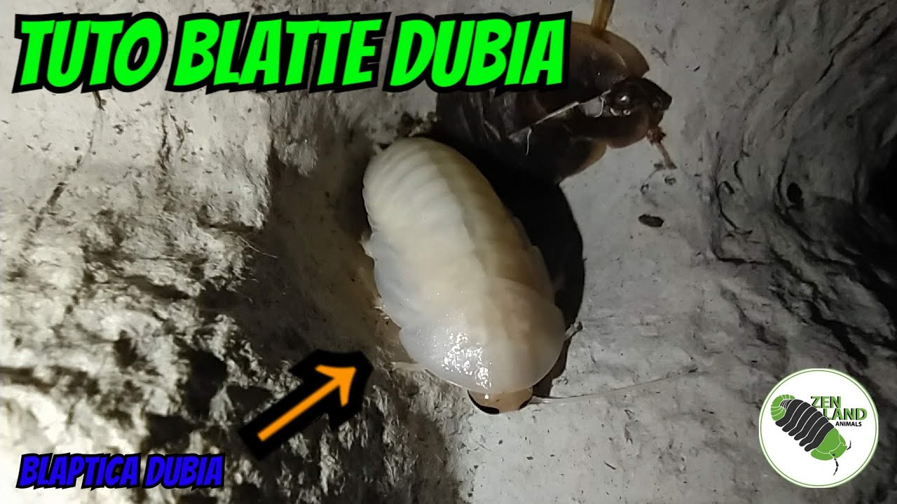 Tuto blatte dubia