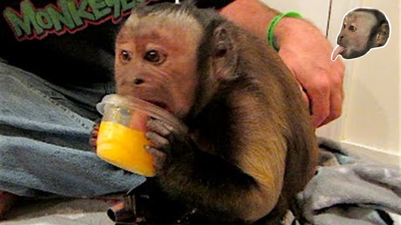 Capuchin Monkey LOVES Frozen OJ!