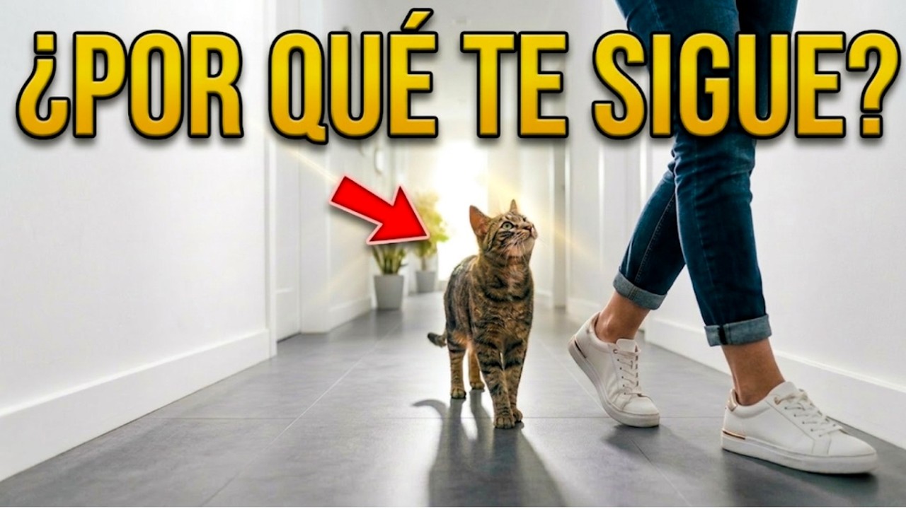 Si tu gato te sigue por toda la casa, no es casualidad