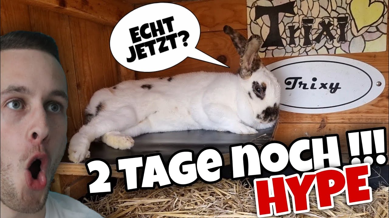 Bald kommen die BABYS! 😍🐇 Tag 29 #05 | Schustrich S 2.0 ⭐