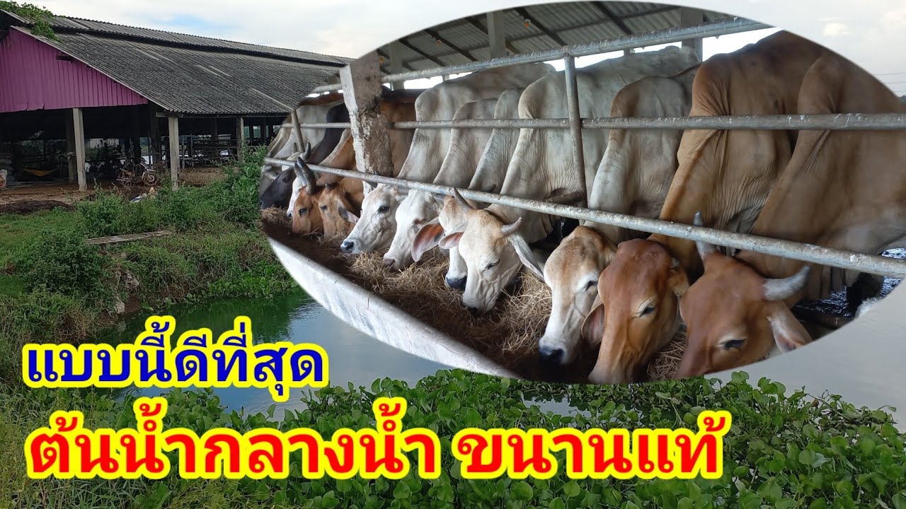 ต้นน้ำ กลางน้ำ ขนานแท้ ชำลูกในคอกรอเวลาขุน แนวทางนี้ดีที่สุด#พูดจาภาษาวัว