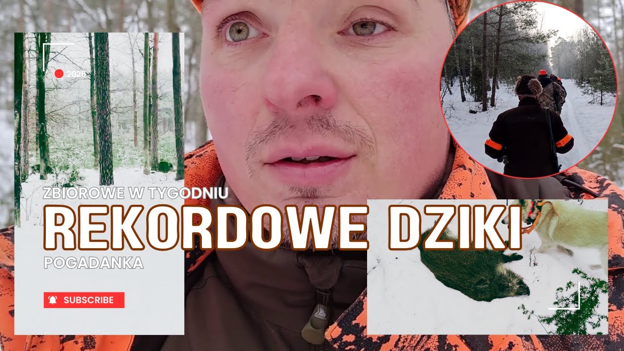Rekordowe polowanie na dziki