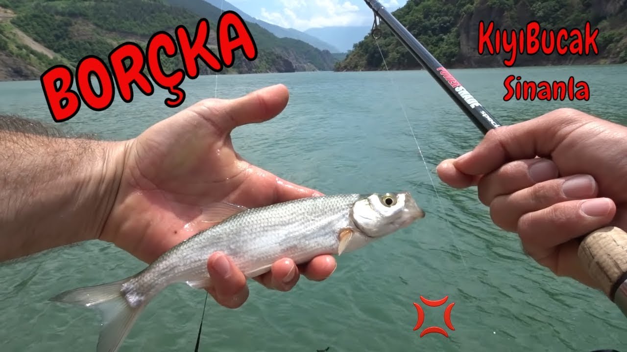 рыбалка. сардина BORÇKA / TURKEY