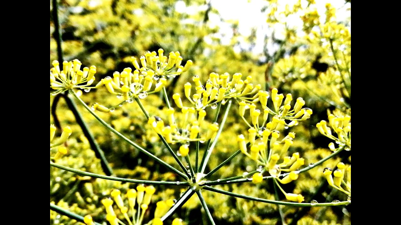 Der Fenchel  -  Die Ratzeburger-Gartenkräuterrunde