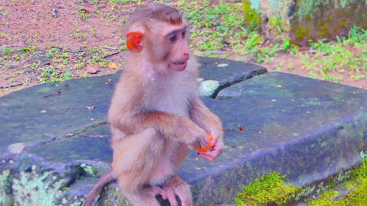 Handsome monkey boy Leo & Jovi when the rain stopped, Leo is afraid two pigs walking