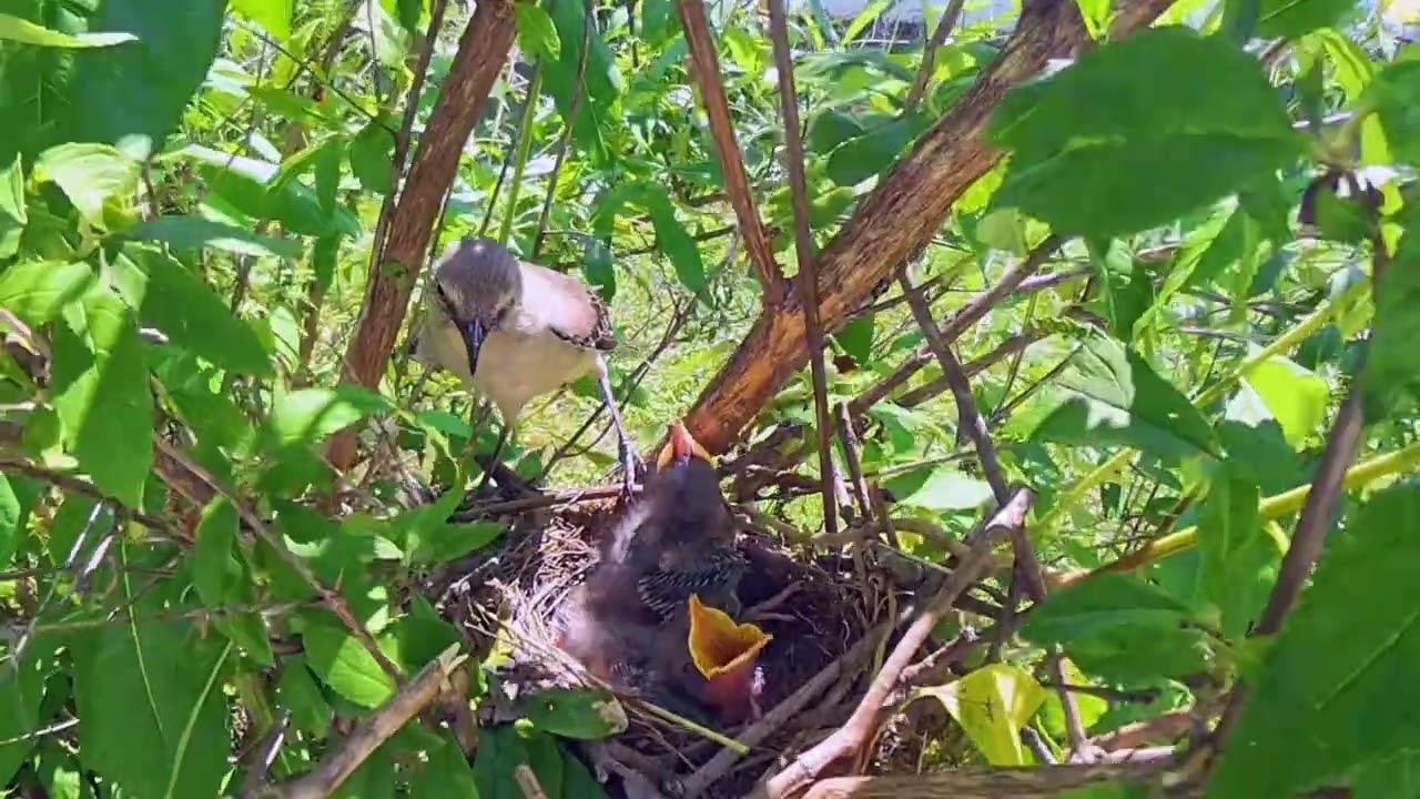 Northern Mockingbird in my backyard