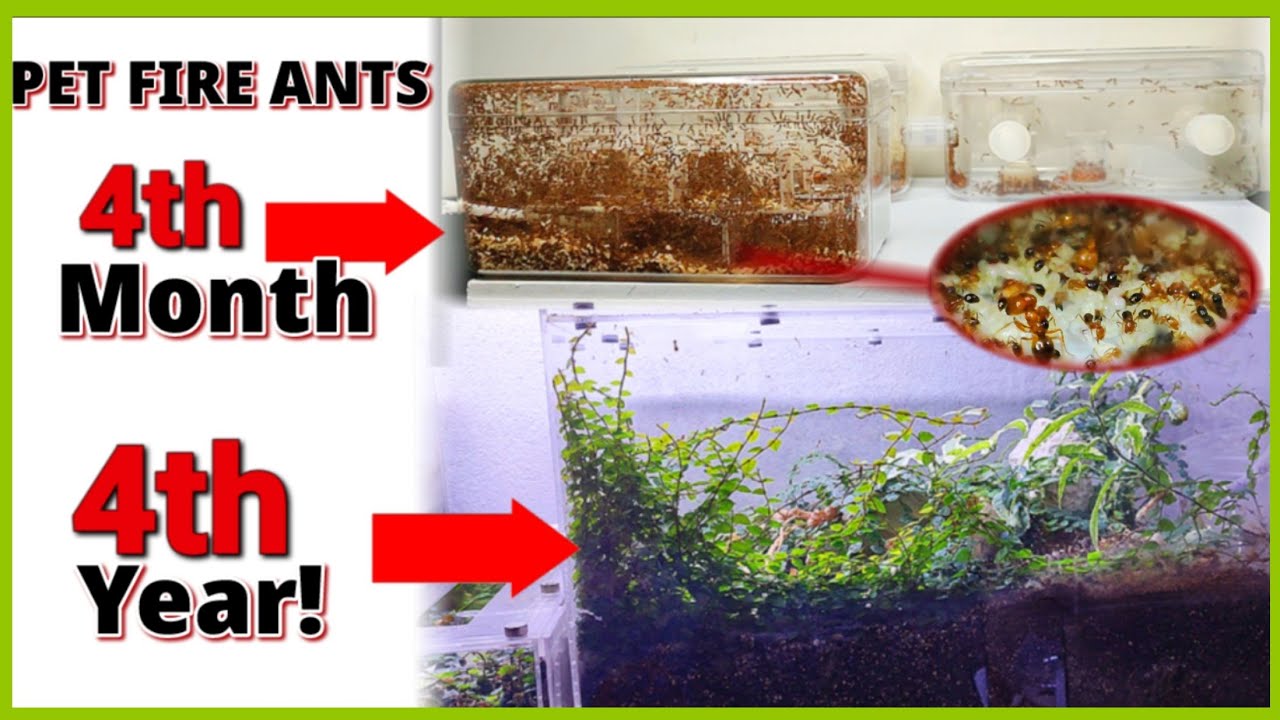 The Satisfying GROWTH of my PET ANTS | D colony
