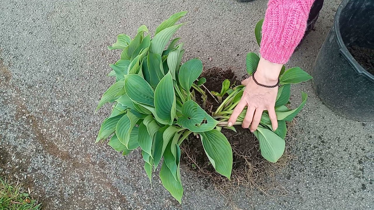 Hosta Division