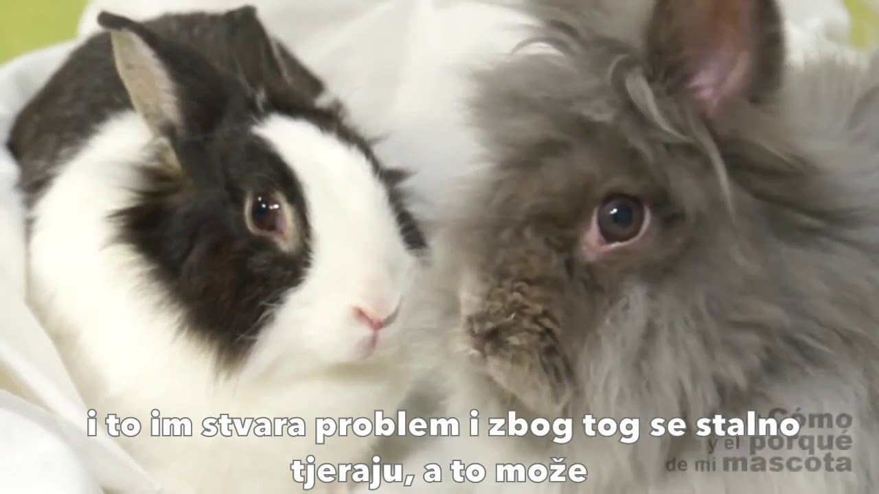 KUNIĆI - Što je bolje, mužjak ili ženka?