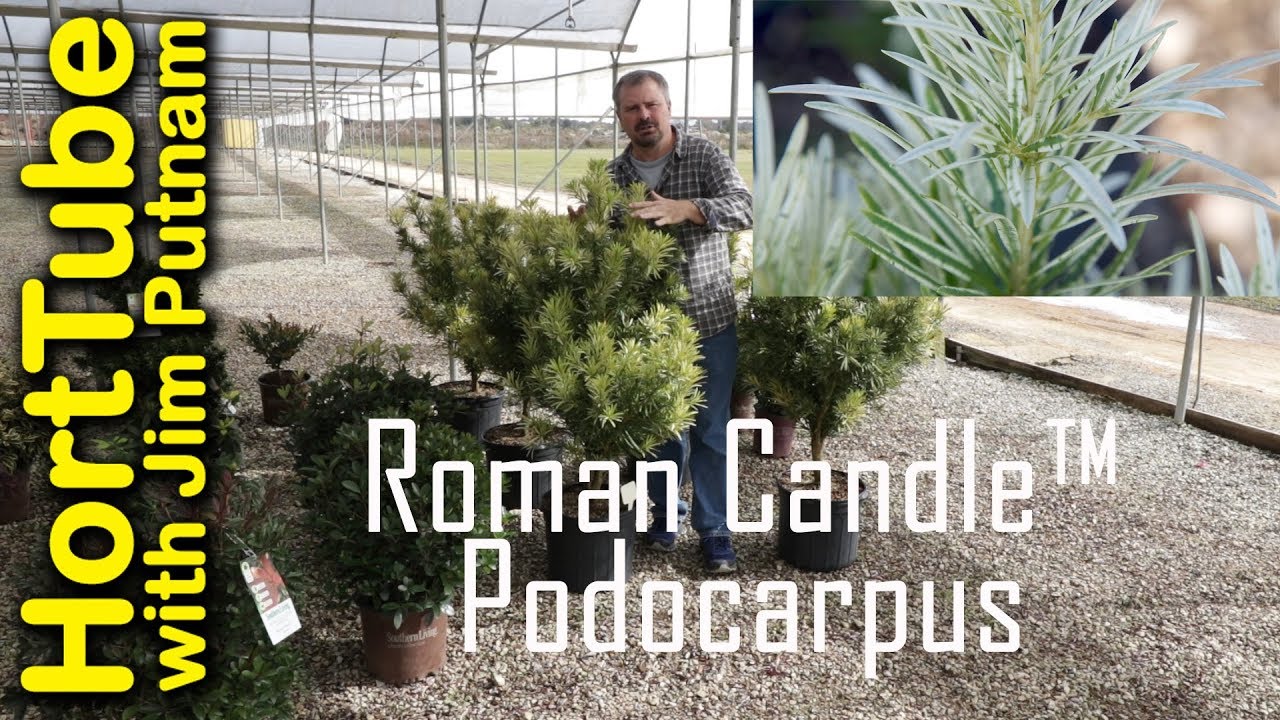 Roman Candle™ Podocarpus - Variegated Upright Narrow Screening Plant
