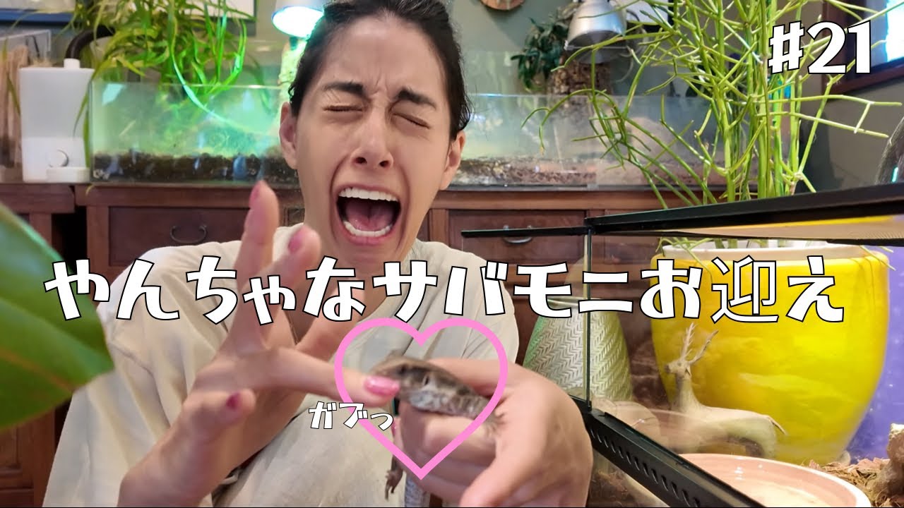 #21 やんちゃなサバンナモニターをお迎えしました！ ／ My naughty savannah monitor baby