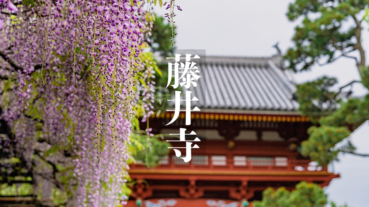藤井寺 葛井寺の藤の花 Osaka Walk - Fujiidera Wisteria Flower 4K HDR Japan