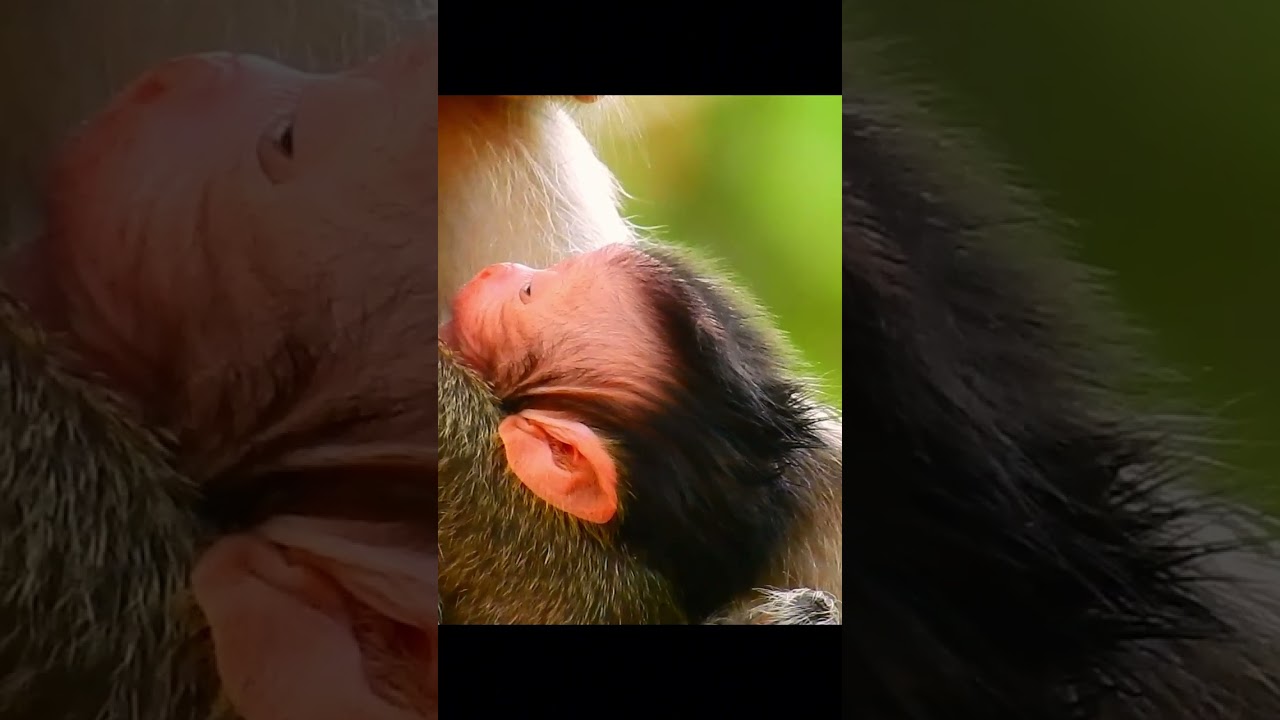 Congratulation! Newborn baby monkey!! 