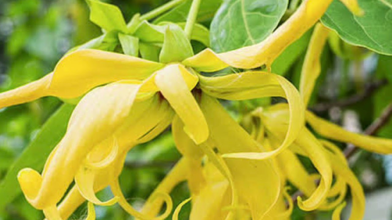 Vi’ivi’iga o le Itū Mālō o Siumu (song only) - performed by family of Nonu Sefo❤️