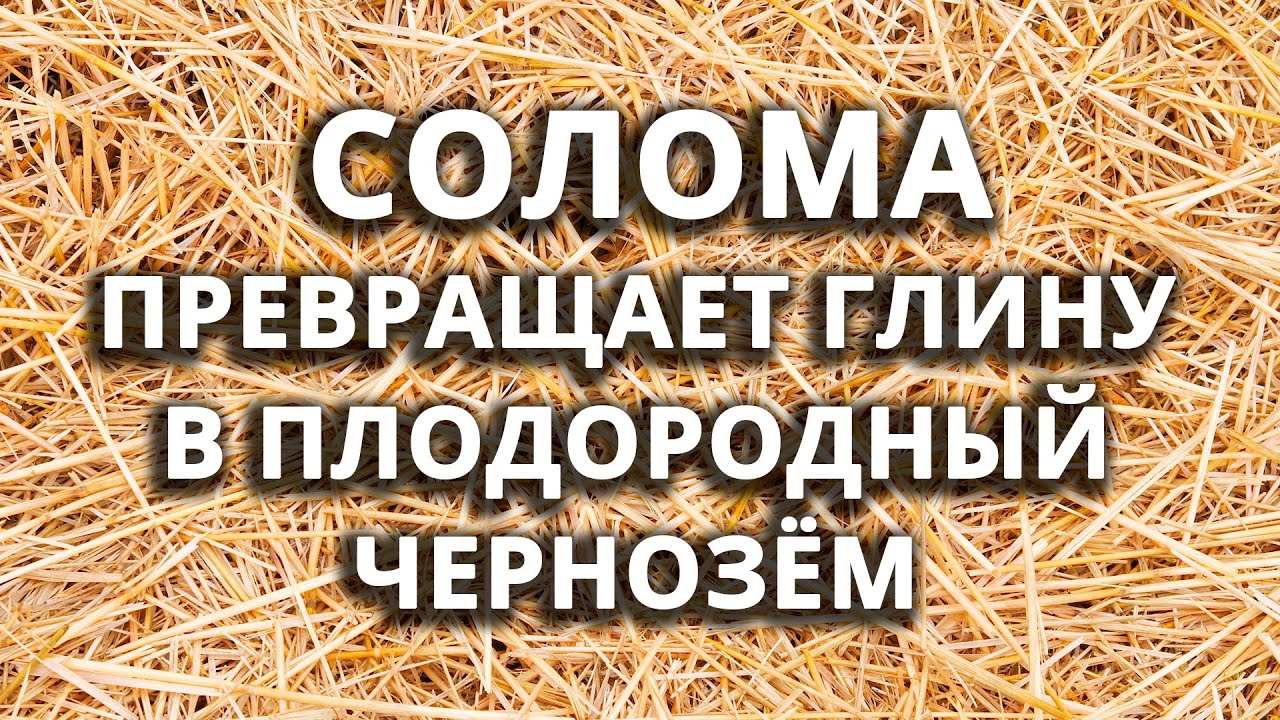 Это волшебство! СОЛОМА способна превратить глину в плодородный чернозём!